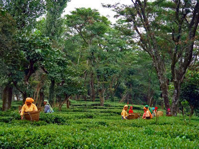 Palampur Tea Graden, HP, INDIA